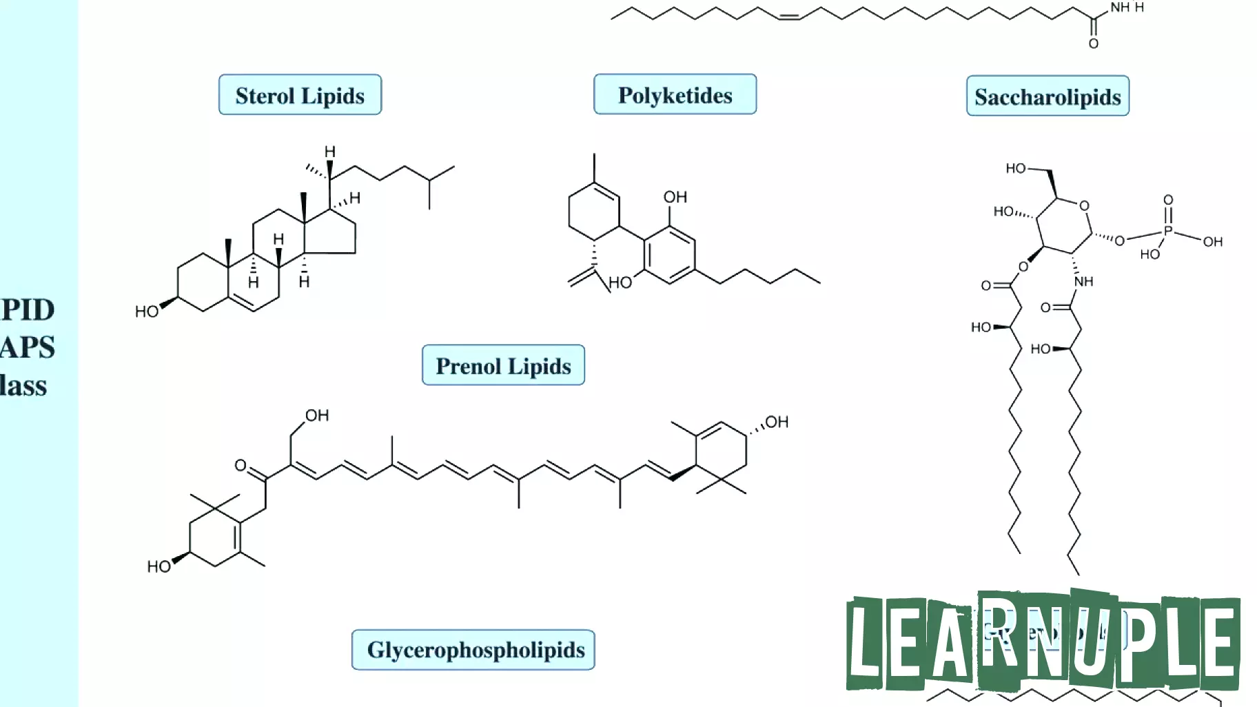 New Database Unveils Insights into Protein-Lipid Interactions for Research and Education