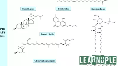 New Database Unveils Insights into Protein-Lipid Interactions for Research and Education